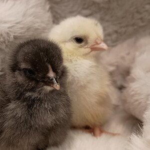 Cutest Baby Fowl Photo Contest—16th Annual 404.jpg