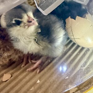 Cutest Baby Fowl Photo Contest—16th Annual 406.jpg