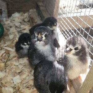 Cutest Baby Fowl Photo Contest—16th Annual 407.jpg