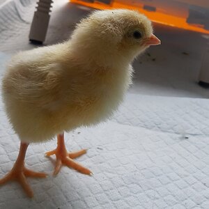 Cutest Baby Fowl Photo Contest—16th Annual 408.jpg