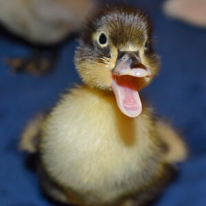 Cutest Baby Fowl Photo Contest—16th Annual 409.jpg