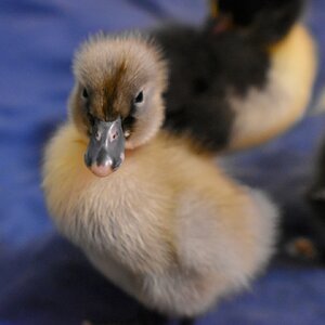 Cutest Baby Fowl Photo Contest—16th Annual 410.jpg