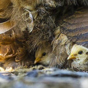 Cutest Baby Fowl Photo Contest—16th Annual 411.jpg