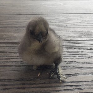Cutest Baby Fowl Photo Contest—16th Annual 414.jpg