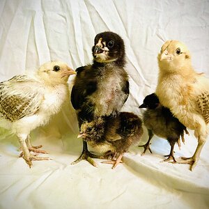 Cutest Baby Fowl Photo Contest—16th Annual 415.jpg