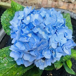 BYC's Springtacular Flower Photos 112.jpg