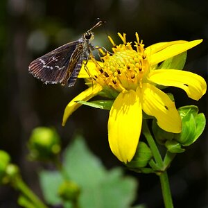 BYC's Springtacular Flower Photos 113.jpg