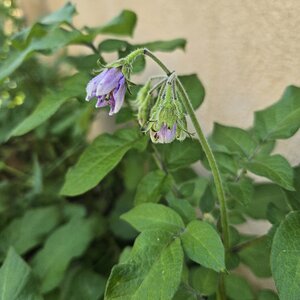 BYC's Springtacular Flower Photos 117.jpg