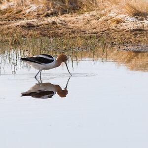 American_avocet_T5170125_05-17-2025-001.jpg