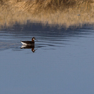 Wilson's_phalarope_T5170114_05-17-2025-001.jpg