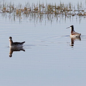 Wilson's_phalarope_T5170123_05-17-2025-001.jpg