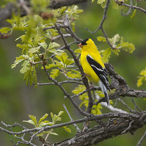 American_goldfinch_T5180136_05-18-2025-001.jpg