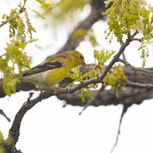 American_goldfinch_T5180143_05-18-2025-001.jpg