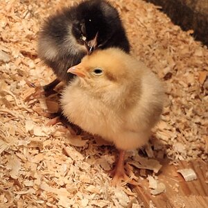 Chicks 4.jpg