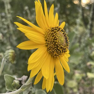 BYC's Springtacular Flower Photos 136.jpg