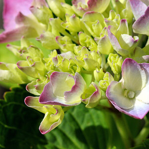 BYC's Springtacular Flower Photos 158.jpg
