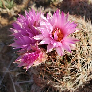 BYC's Springtacular Flower Photos 161.jpg