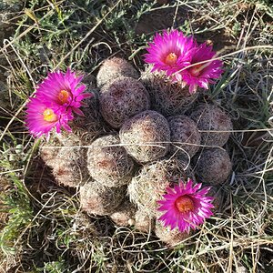 BYC's Springtacular Flower Photos 163.jpg