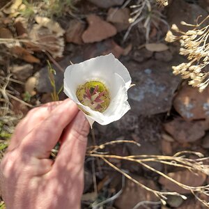 BYC's Springtacular Flower Photos 164.jpg