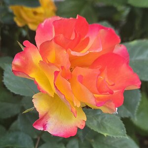 BYC's Springtacular Flower Photos 166.jpg