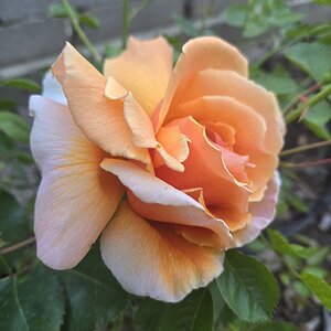 BYC's Springtacular Flower Photos 167.jpg