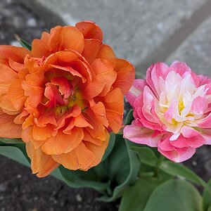 BYC's Springtacular Flower Photos 172.jpg
