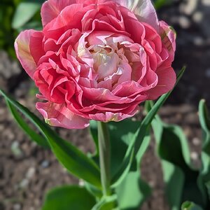 BYC's Springtacular Flower Photos 173.jpg