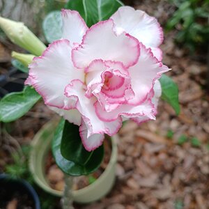 BYC's Springtacular Flower Photos 177.jpg