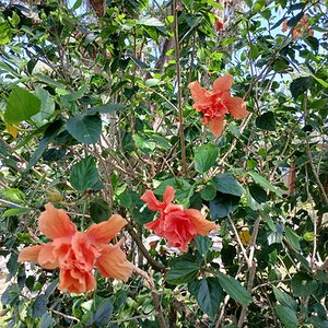 BYC's Springtacular Flower Photos 178.jpg