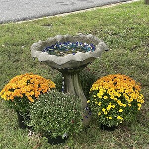 BYC's Springtacular Flower Photos 182.jpg