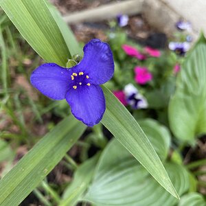 BYC's Springtacular Flower Photos 183.jpg