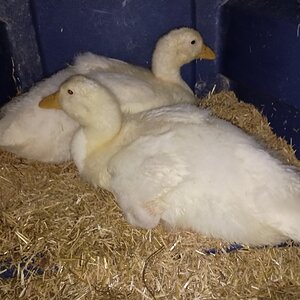 Pekins002.jpg