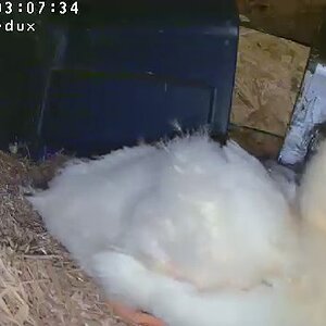 Pekins005.jpg
