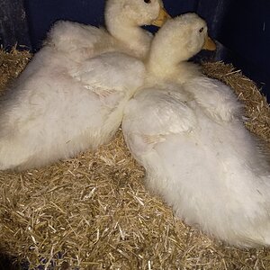 Pekins006.jpg