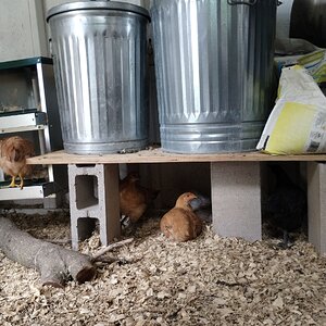 Feed platform, nesting/hiding spot