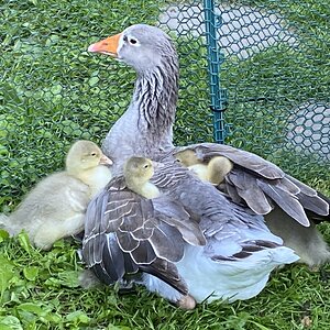 IMG_2730.jpeg
