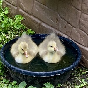 IMG_2650.jpeg