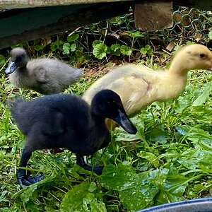 IMG_2551.jpeg