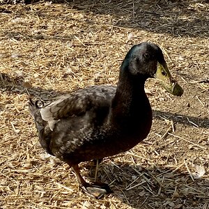 IMG_1052.jpeg