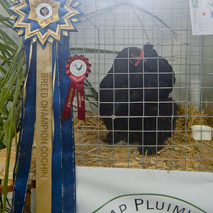 WCPC show 2025 - Part 2 Pic 2.jpg