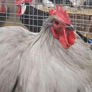 WCPC show 2025 - Part 4 Pic 3.jpg