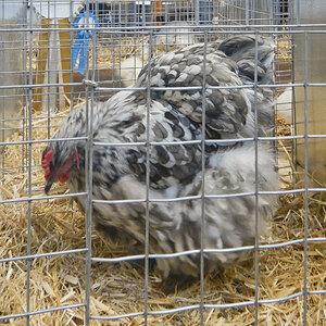 WCPC show 2025 - Part 4 Pic 5.jpg