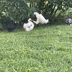 IMG_4221.jpeg