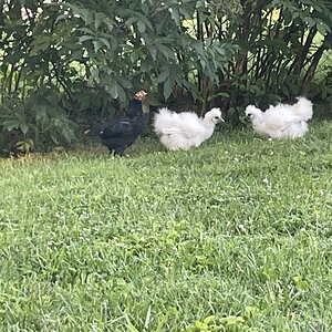 IMG_4220.jpeg