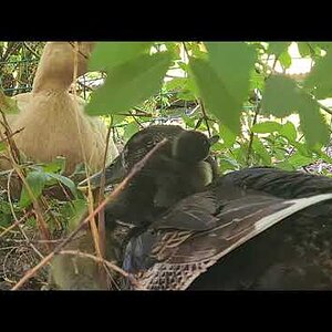 Ducklings