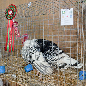 WCPC show 2025 - Part 10 Pic 1.jpg