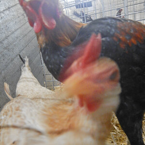 WCPC show 2025 - Part 11 Pic 6.jpg