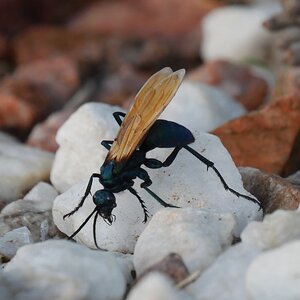 BlueWasp.JPG