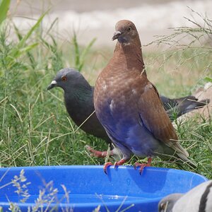 Brown pigeon.JPG