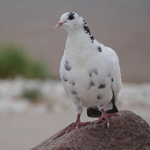 Pigeon.JPG